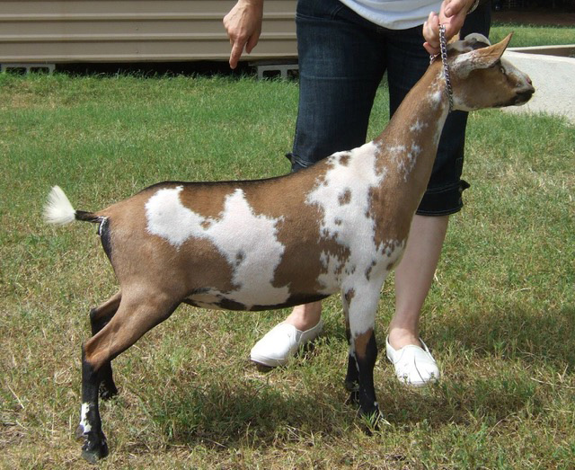 Piddlin Acres W Taboo yearling side view
